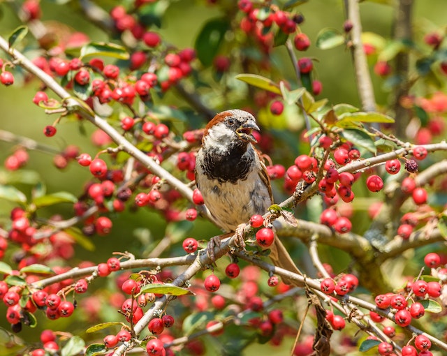 vogelvoer meelwormen